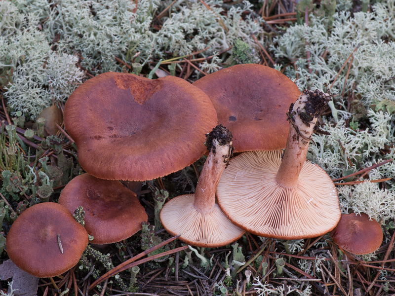 Lactarius rufus